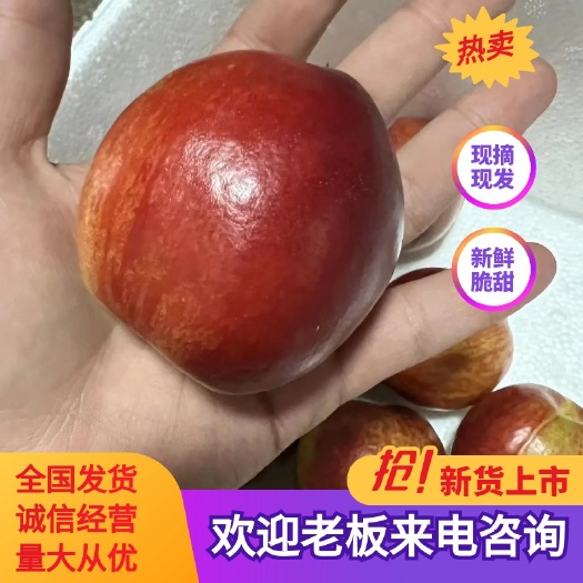 莒县中油油桃   126油桃 皮薄肉厚，鲜甜可口，原产地货源