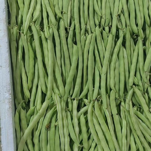 横州市四季豆大量上市，有需要采购可以长期合作￼