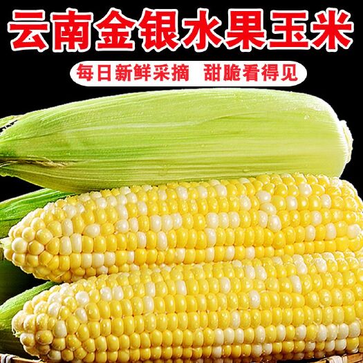 玉溪现摘云南金银水果玉米甜玉米嫩玉米新鲜玉米生吃爆浆批发一件代发