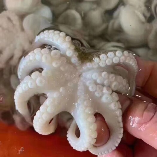 东山县章鱼花三去章鱼花盐磨