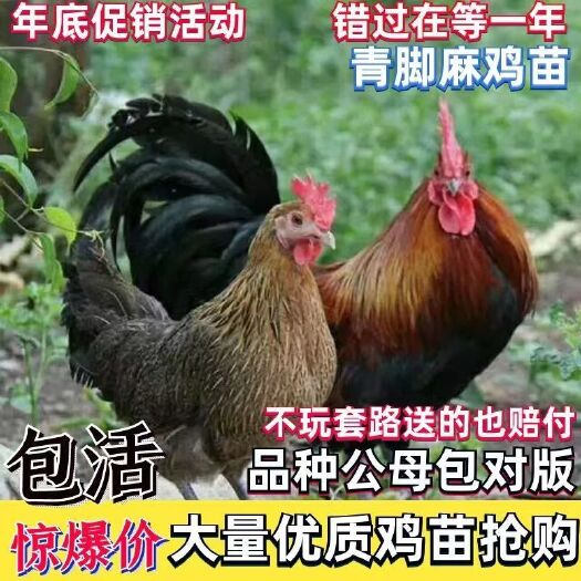 平顶山青脚麻鸡