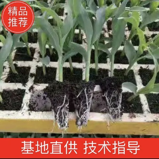 双色甜脆玉米苗,冷链发货,基地直供,量大从优!可开发票!