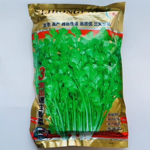 沭阳县3天出速生香菜种子耐热耐耐寒高产抗病香味浓郁纤维少耐抽苔