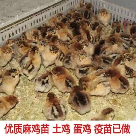 平顶山快麻鸡