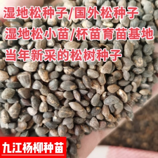 当年新采湿地松种子 湿地松种子产地价格 国外松种子批发包邮