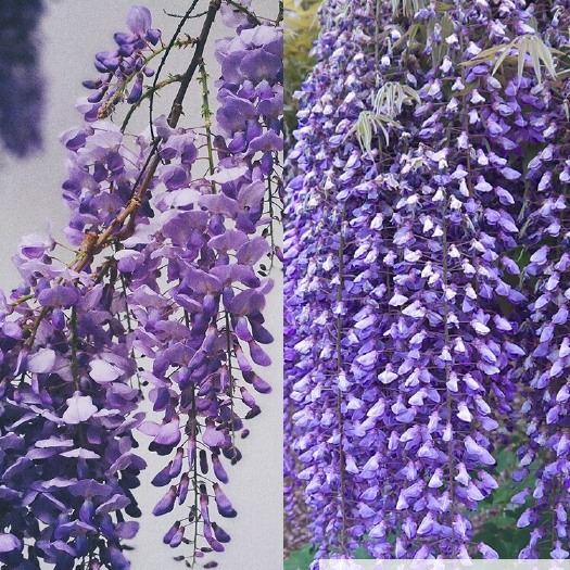 平邑县精品日系紫藤花树苗易成活 开花量大具有观赏性适合绿化庭院