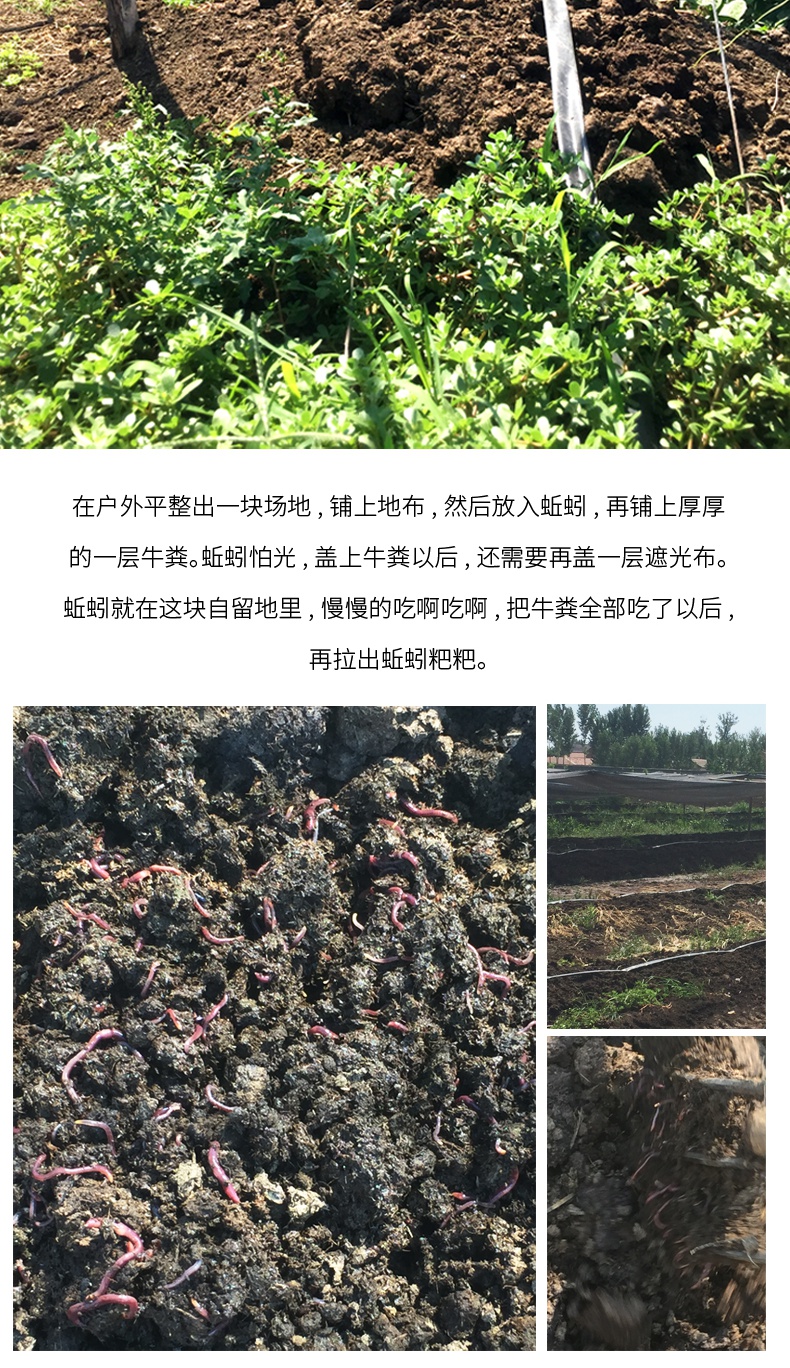 风干羊粪鸡粪蚯蚓粪有机粪肥固氮解磷解钾富含蛋白质