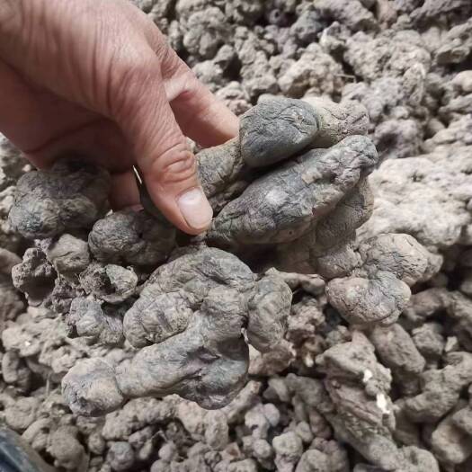 山阳县猪苓，干净无土，全干货，大货
