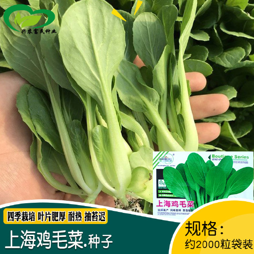 上海鸡毛菜种子耐热耐抽苔小白菜四季播种农田菜园蔬菜种子