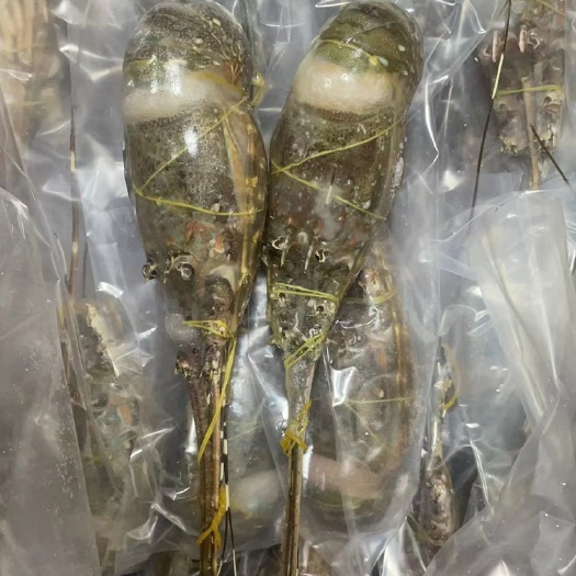 北海活冻小青龙有量