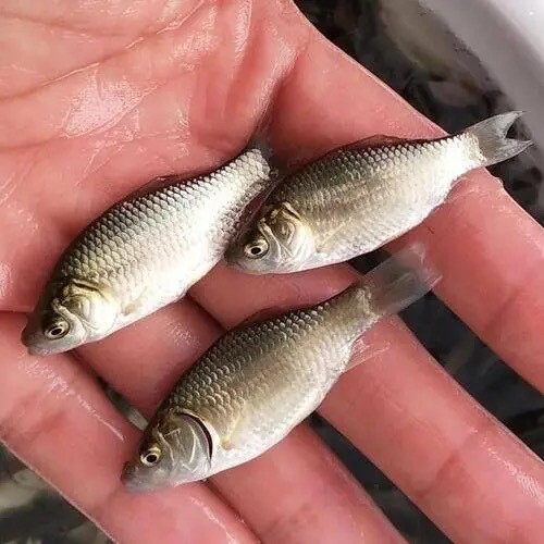 富顺县鲫鱼苗