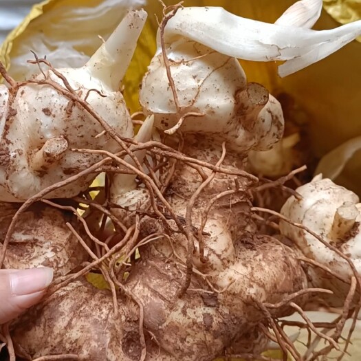 蓬溪县黄精