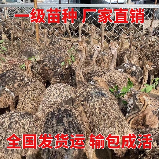 梁山县鸵鸟幼苗一对活体非洲鸵鸟幼崽成年鸵鸟澳洲活物鸵鸟蛋
