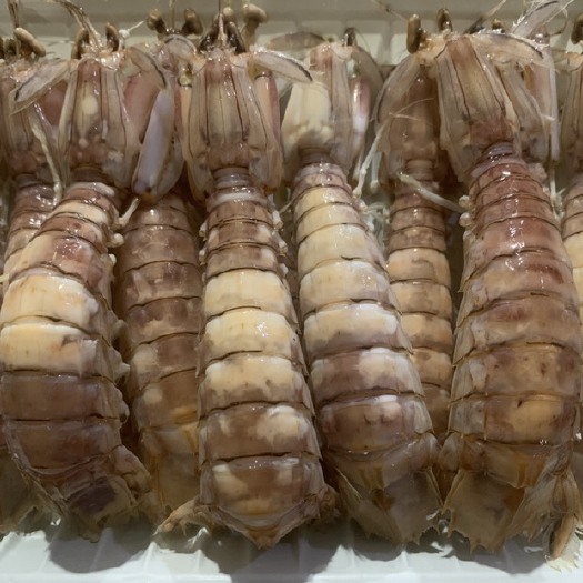 北海皮皮虾 活煮皮皮虾 爬爬虾 质量保证 产地一手货源大量批发