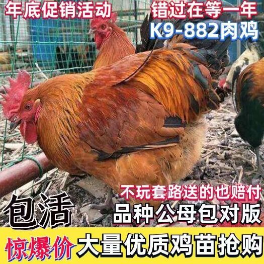 安溪县K9肉鸡