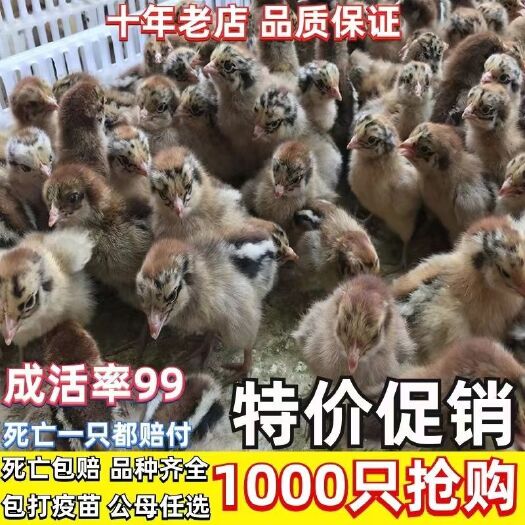 平顶山蛋鸡