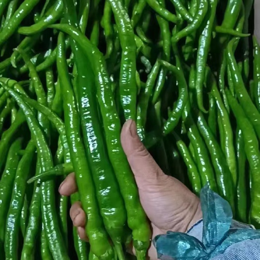 二号八号辣椒大量上市