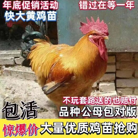 安溪县快大黄鸡