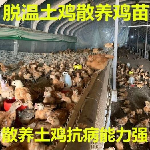 安溪县土鸡苗