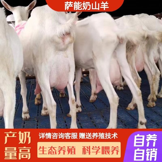 安溪县萨能奶山羊