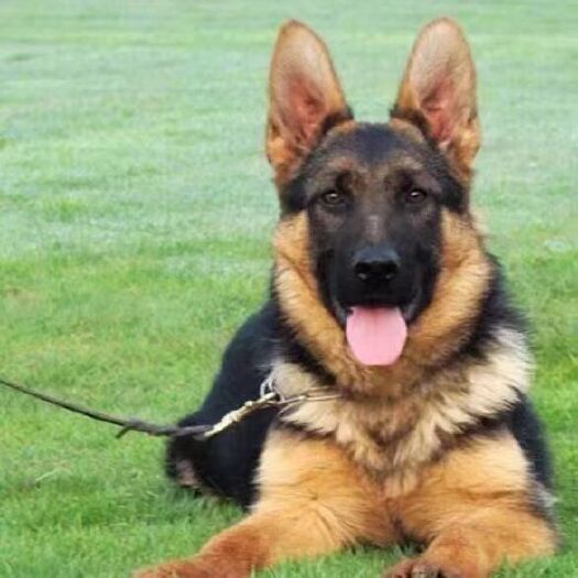 安溪县德牧警犬