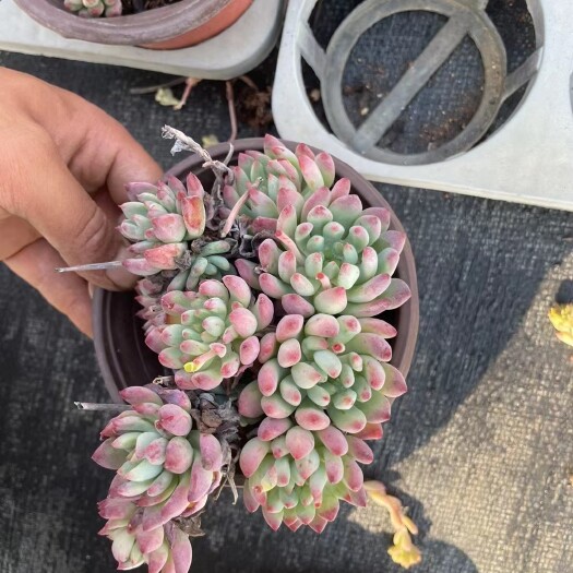 石林县120蓝苹果35装整