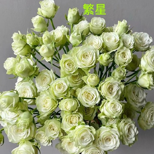 昆明基地直供【繁星】多头玫瑰盆栽绿植扦插小苗庭院阳台花卉四季开花
