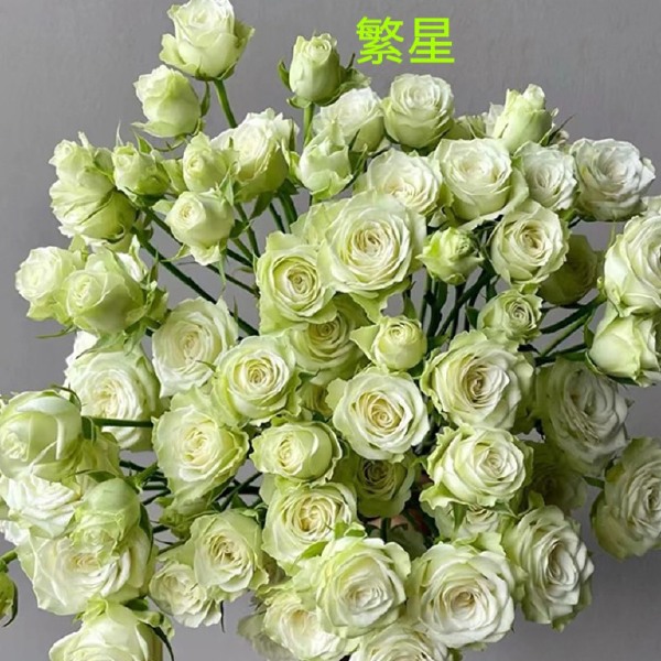 基地直供【繁星】多头玫瑰盆栽绿植扦插小苗庭院阳台花卉四季开花