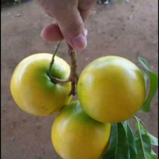 鄱阳县黄晶果苗 冬蜜黄晶果苗