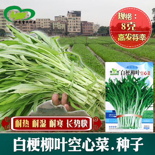 河间市白梗柳叶空心菜种子农田菜地基地种植四季栽培长势快空心菜籽