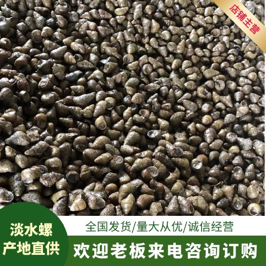 八成饲料螺，纯人工。杜绝机器、地笼货，隔夜货！