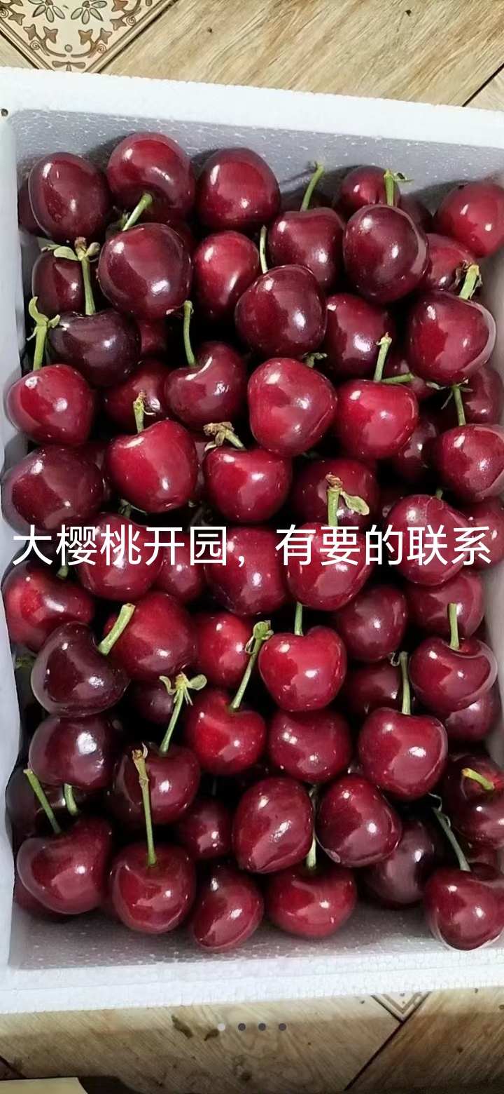 大樱桃