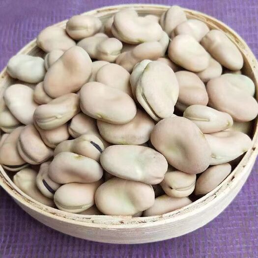 干蚕豆罗汉豆胡豆2024批发零售盆栽风景可种可吃