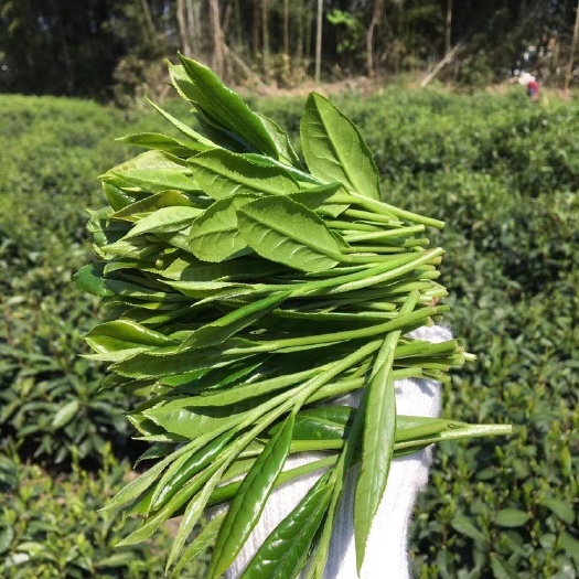 黄山太平猴魁 茶农直销