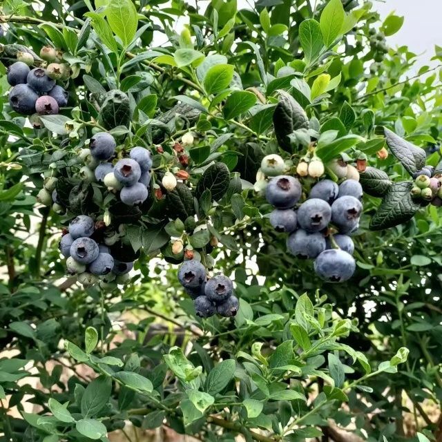 新鲜现摘蓝莓果鲜甜 基地直供 源充充足欢迎联系
