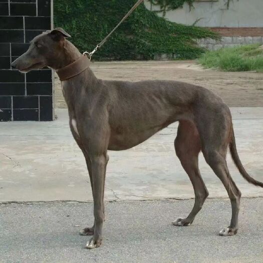 安溪县格力犬猎犬