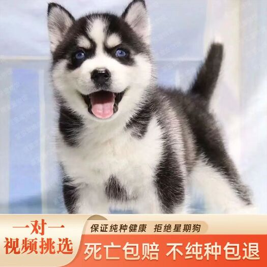 安溪县哈士奇