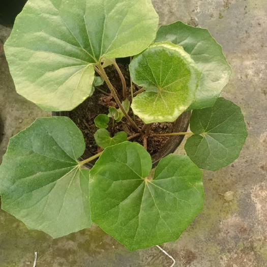 成都大吴风草