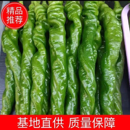 四川大凉山西昌树椒螺丝椒产地直发现货【热销中】
