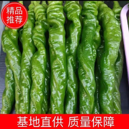 西昌市四川大凉山西昌树椒螺丝椒产地直发现货【热销中】