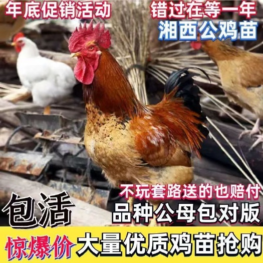 平顶山湘西公鸡