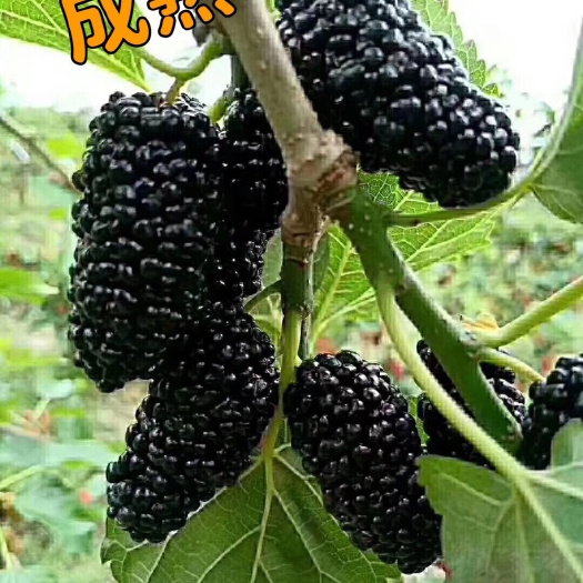 连南县桑果新鲜现摘