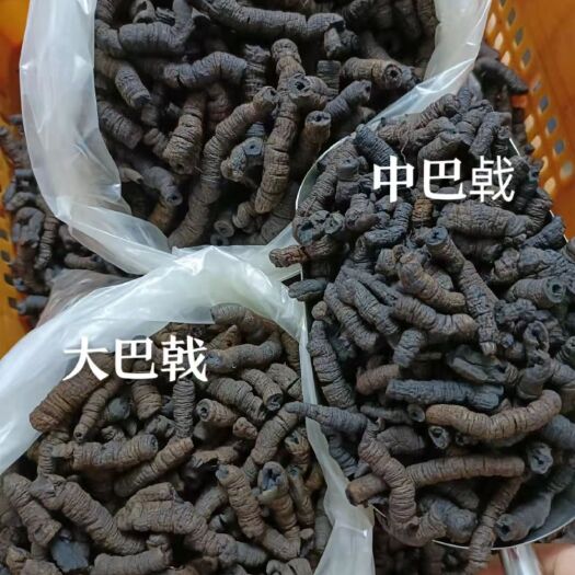 德庆县精选优质巴戟天，可煲汤，泡酒，即食！大量批发零售