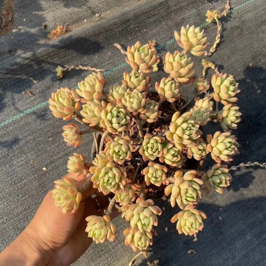 石林县160马库斯整桩无砍，3年以上老桩，