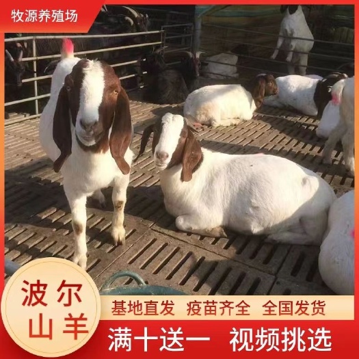 平顶山波尔山羊