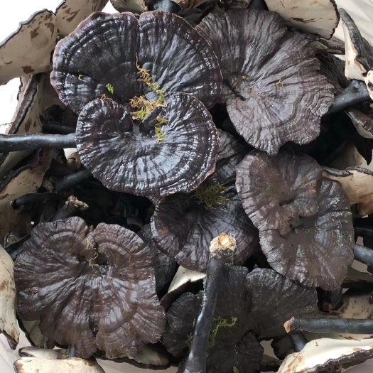 翁源县灵芝