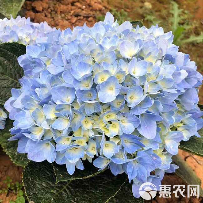 云南绣球花苗四季开花耐寒耐热庭院盆栽花卉无尽夏八仙花小苗花卉