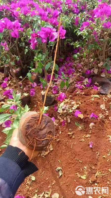 云南紫三角梅树苗重瓣三角梅花庭院爬藤植物阳台盆栽绿植花卉