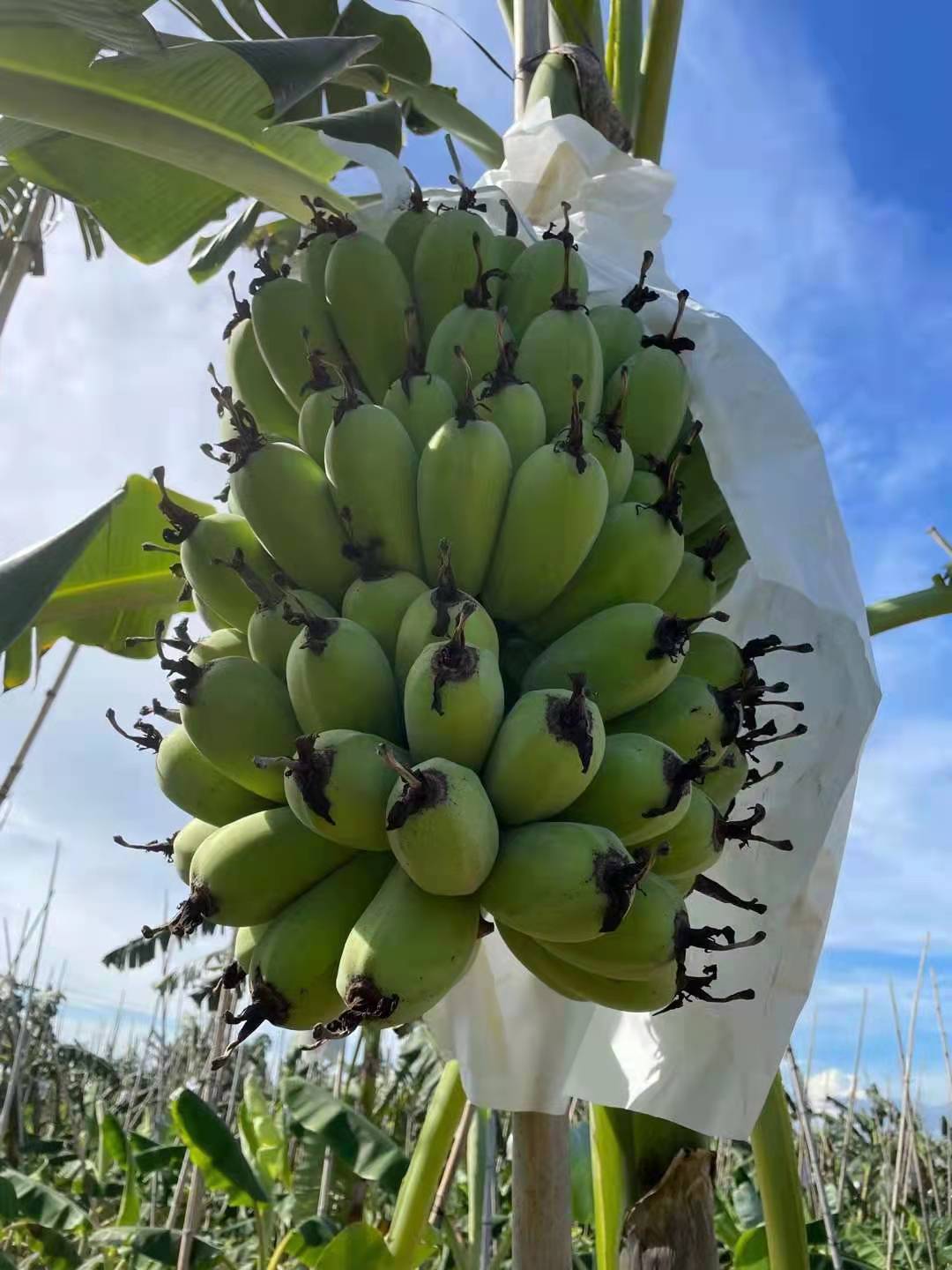 南宁苹果粉蕉苗、粉蕉不死苗、抗病毒粉蕉苗脱毒苗