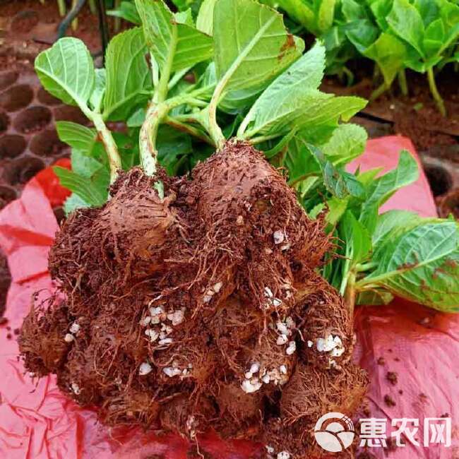 云南绣球花苗四季开花耐寒耐热庭院盆栽花卉无尽夏八仙花小苗花卉